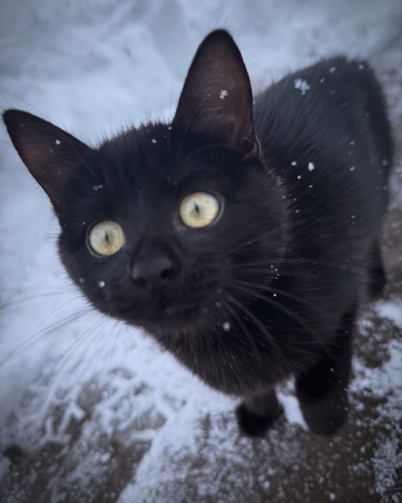 kleine schwarze Katze